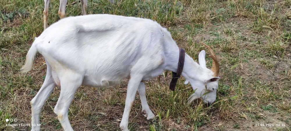 Capre metise alpine/ saanen