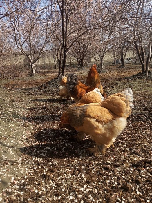 Brama paliviy bir para