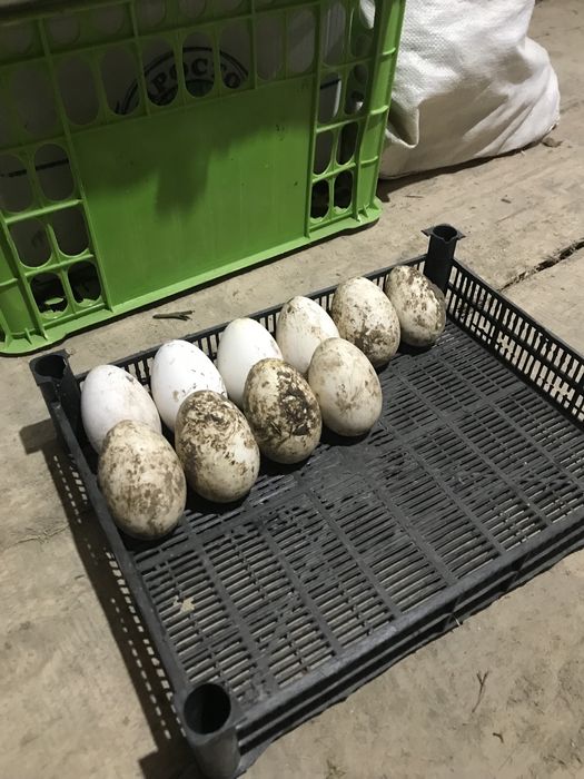 Продам гусинные яйца!