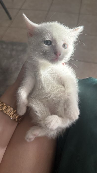 Отдам котенка мальчика