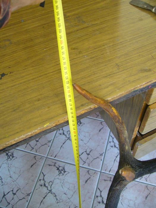 Рога от Благороден Елен - Намалени 50%