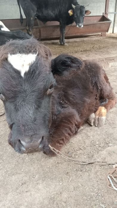 Телята на откорм