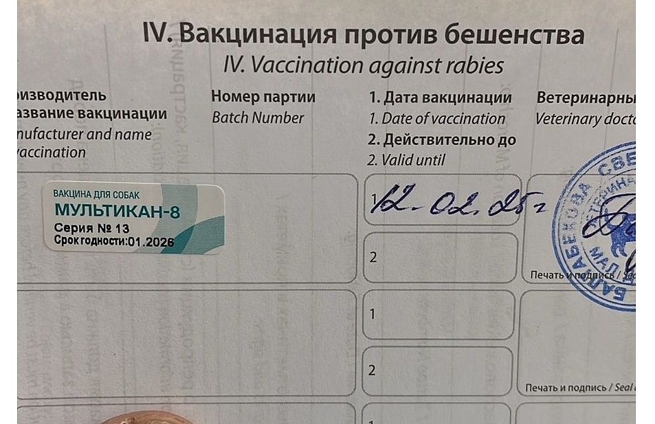 Лисёнок позолоченый в добрые руки