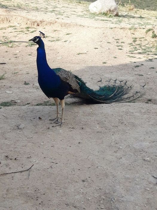 Rus qush qizlari jinsi