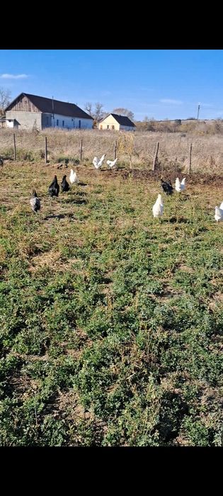 Australorp negru, albastru,alb