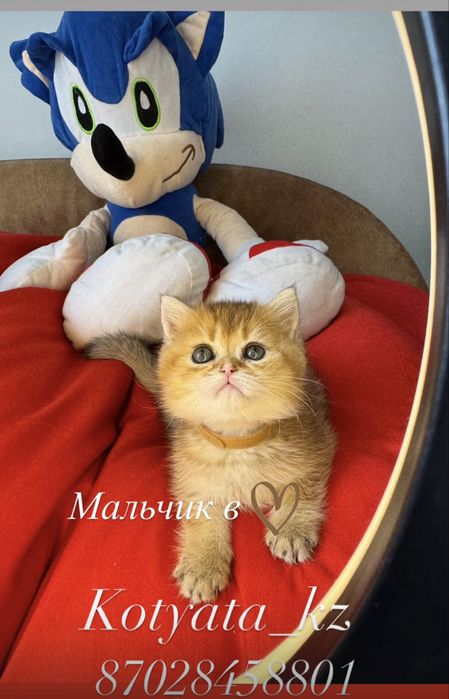 Золотинки с полным пакетом документов