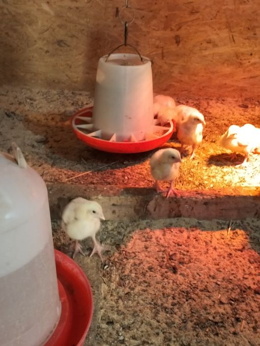 Цыплята бройлеры