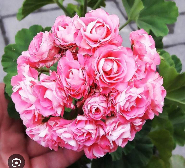 Продавам сортови пеларгонии