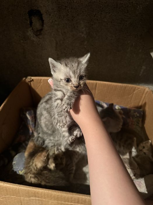Продам котят , породистые