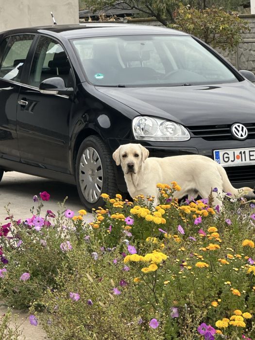 VOLKSWAGEN Golf 2008 — imagine 5