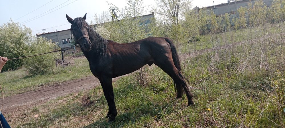 Сельхоз животные