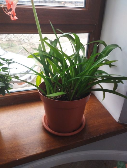 Комнатные цветы разные цены