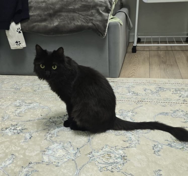 Отдаем кошку в хорошие руки