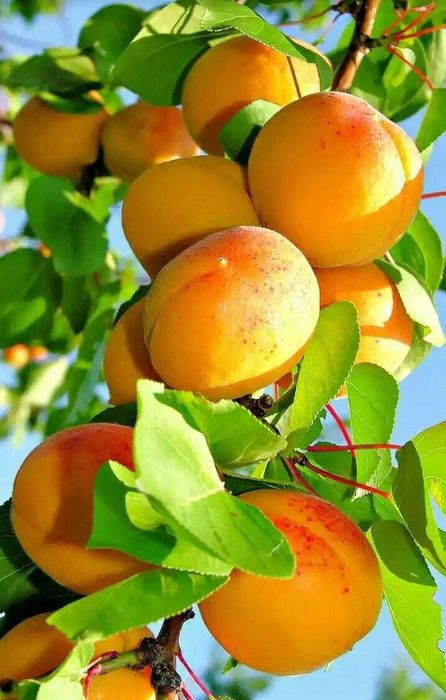 Pomi Fructiferi Columnari (CAIS )