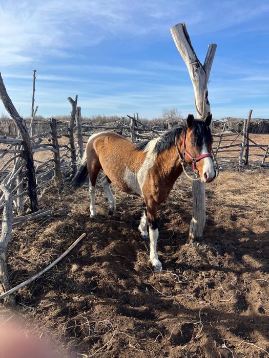 Айғыр сатылады 7 жасар
