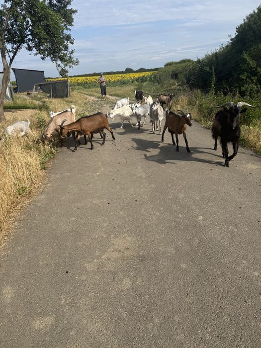 De vanzare capre si iezi berbecsi mioara