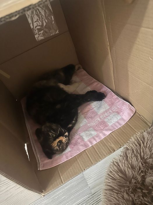 Отдам кошку в добрые руки