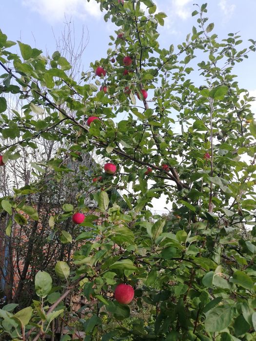 Дача, общество Веснянка