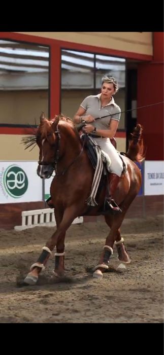 Vand pur sange arab pentru competitie si show