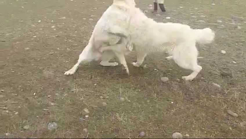 Еркек ит сатылады