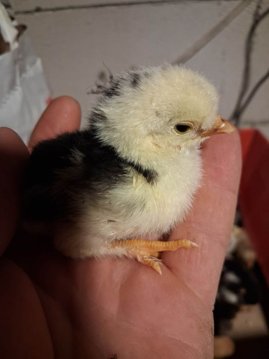 Vand pui de gaini moțate de rasa mai multe detalii la nr de telefon 07