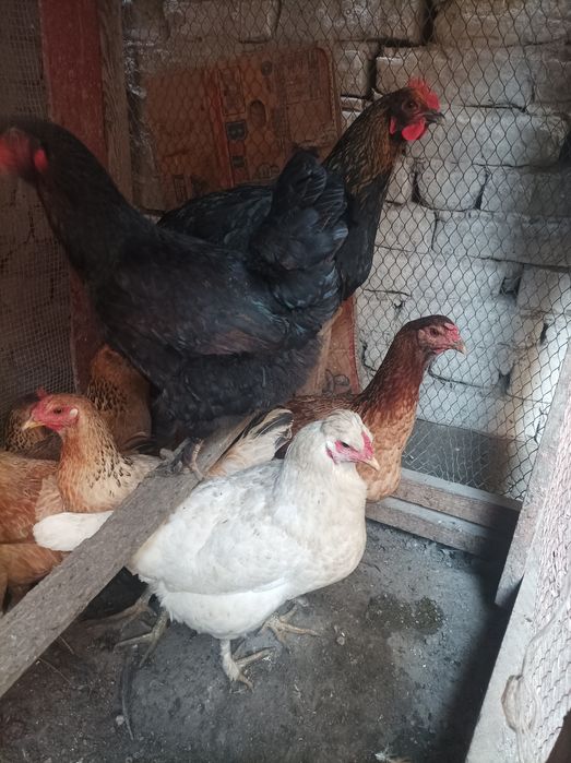 Tovuq xo'rozla sotiladi