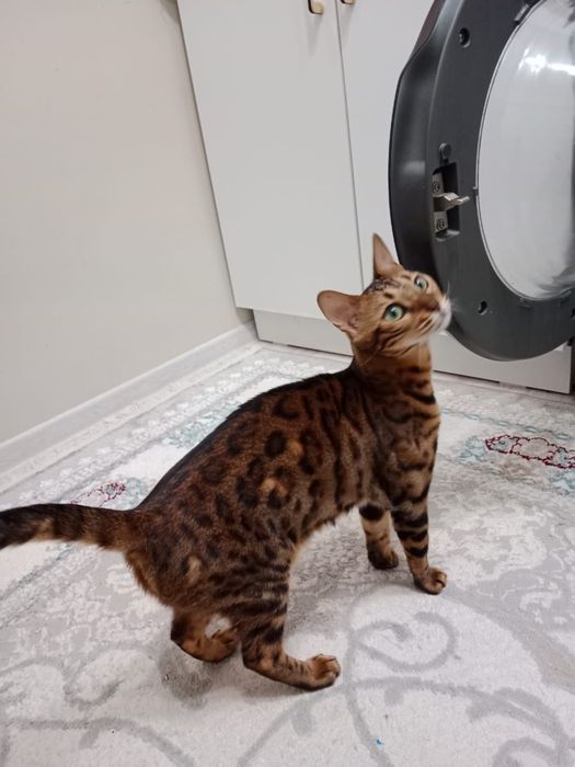 Ищу кошку свою потеряла