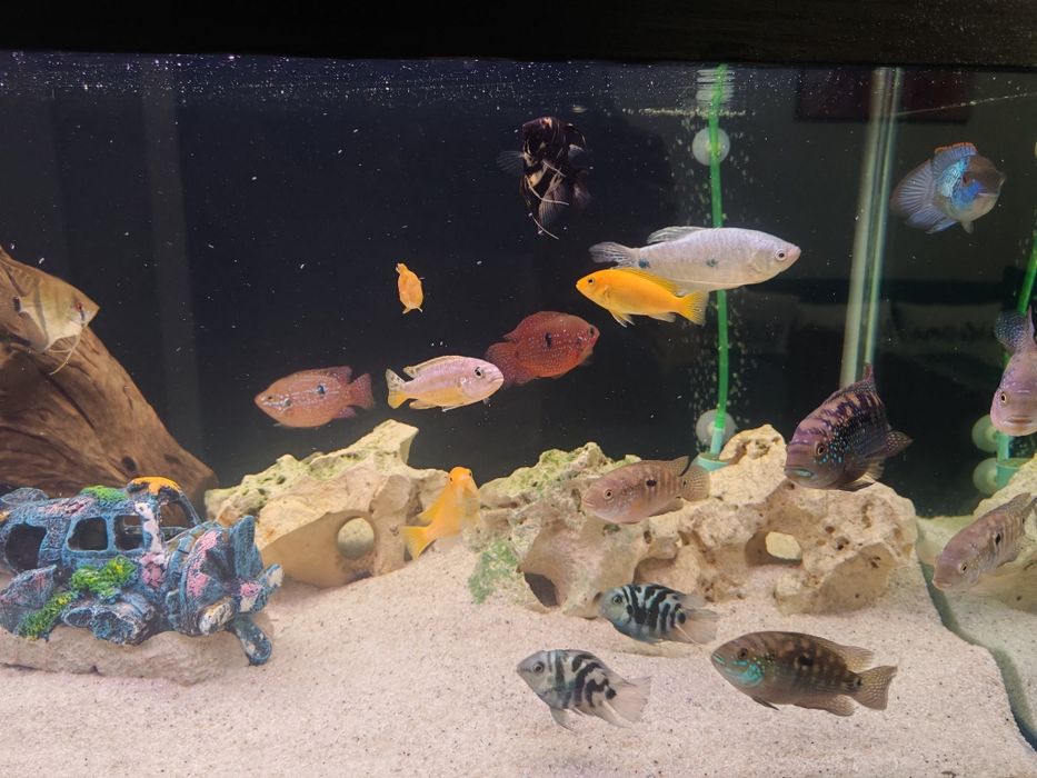Vând acvariu complet