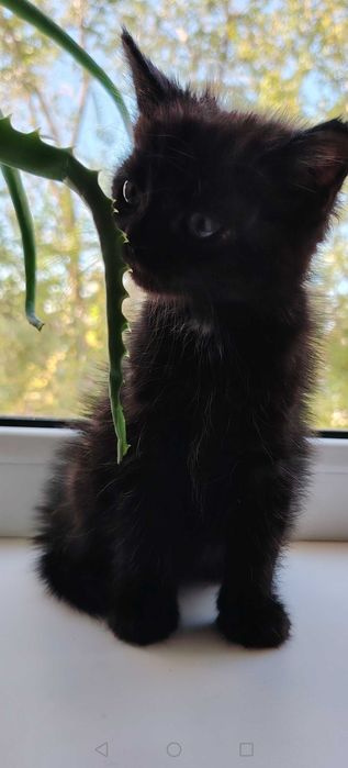 Котятки малышатки