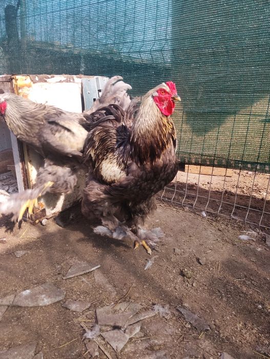 Vând  cocoși brahma