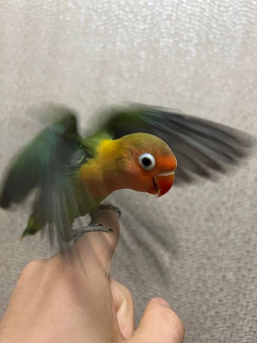 Ruchnoy popugay sotiladi