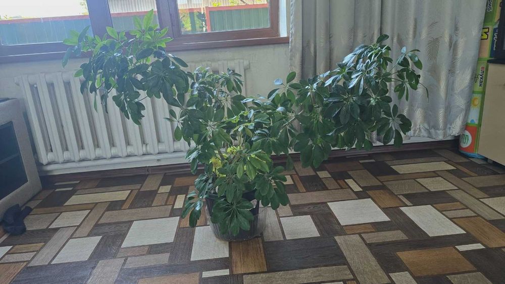 Роскошный домашний цветок