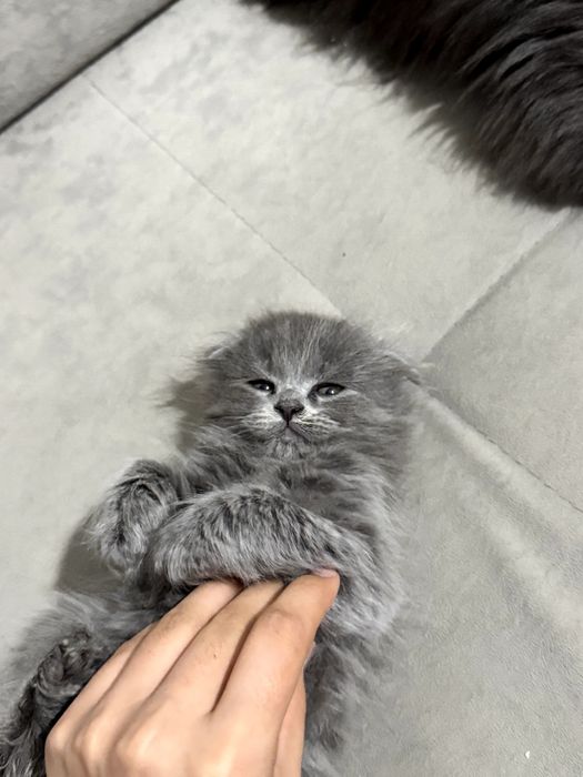 Продается вислоухий крупный котенок