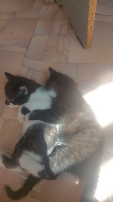 Котята в добрые заботоивые руки