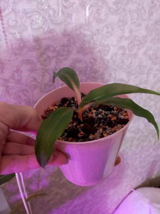 Продам комнатные растения