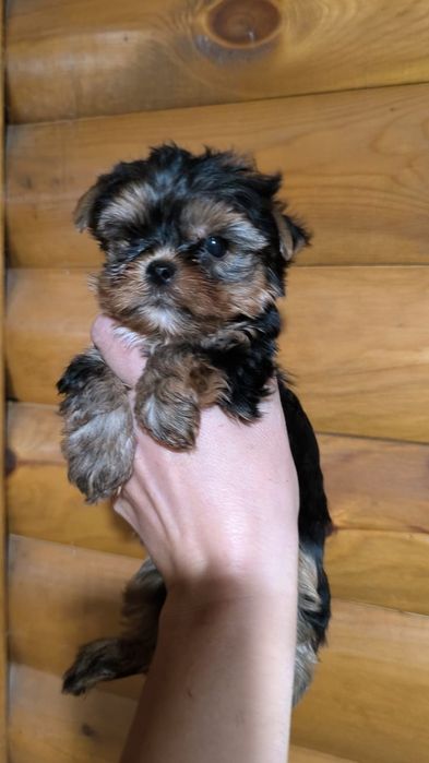 Мальчики йоркширские терьеры