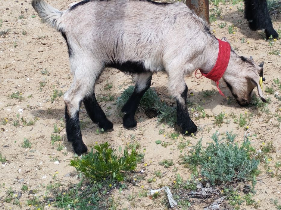 Альпи ұрғашы лақ