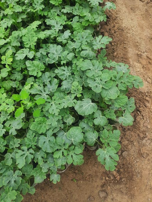 Тарвуз кучатлар сотилади