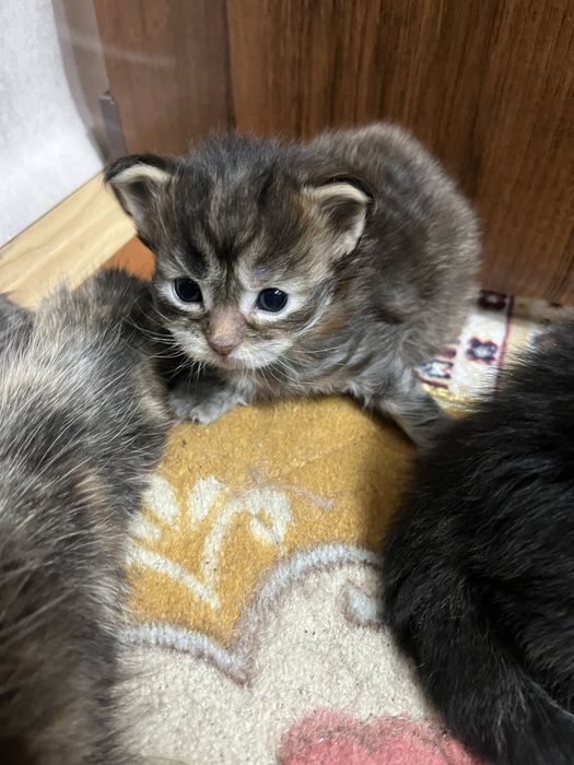 Продам котята Мейнкун