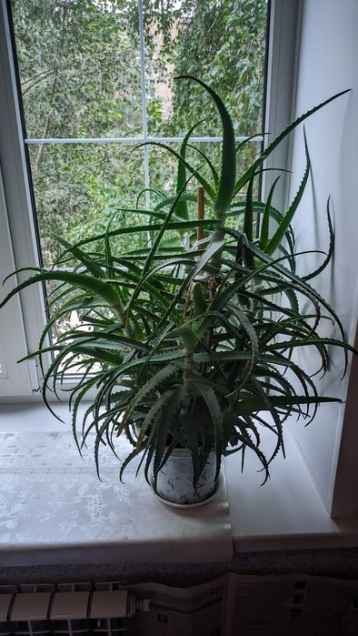 Продам Алоэ лечебный