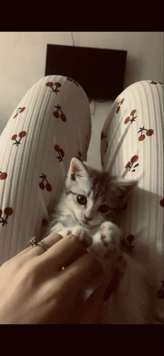 Кошка бесплатно