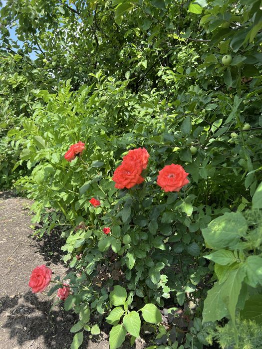 Продам дачу на берегу реки Деркул