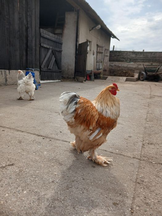 Gaini brahma de vanzare