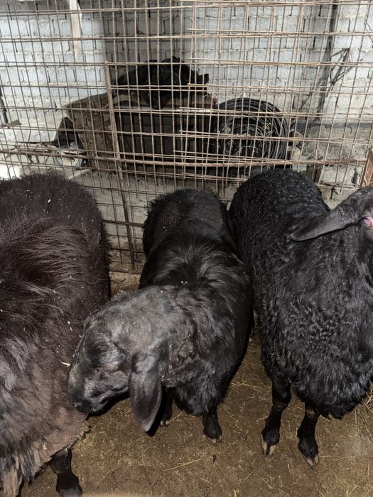 Qoʻchqorlar qoyla 135000 mindan kilosi