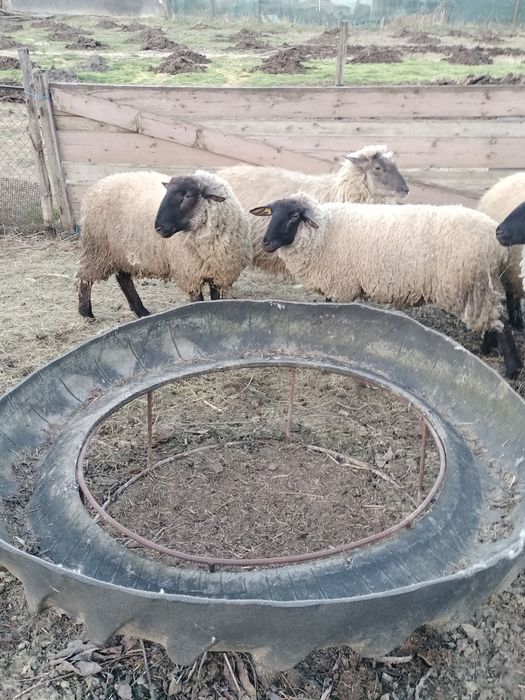 Oi Suffolk de vanzare