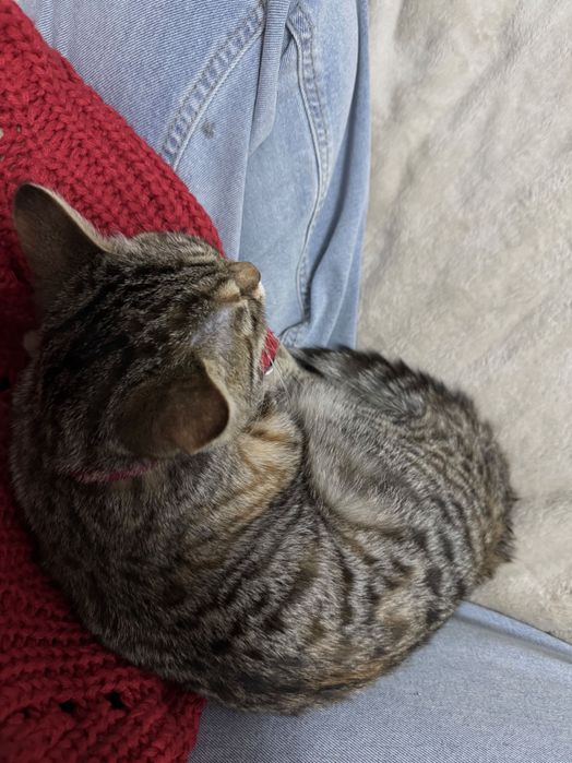 Отдам котика в добрый руки