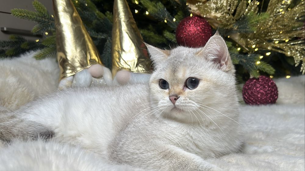 Девочка поинт NY1133 фото реальное