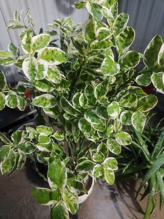 Tarzan jinsiy aloqa rasmlar