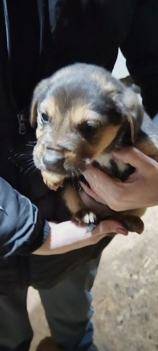 Подарявам бебета