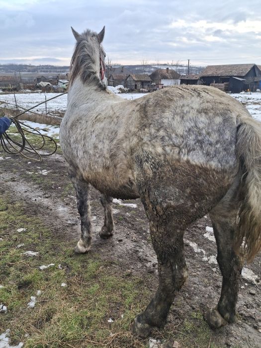 De vanzare cal castrat